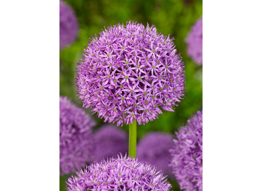 Buy Allium GLADIATOR flower bulbs online | Green Garden Cebulki kwiatowe