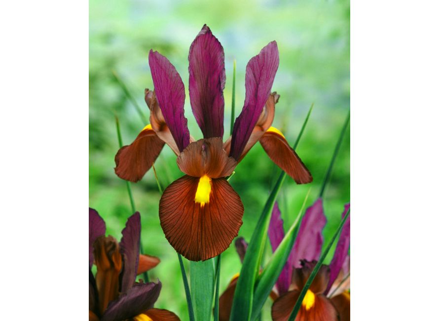 Iris ember hollandica | Green Garden Flower bulbs