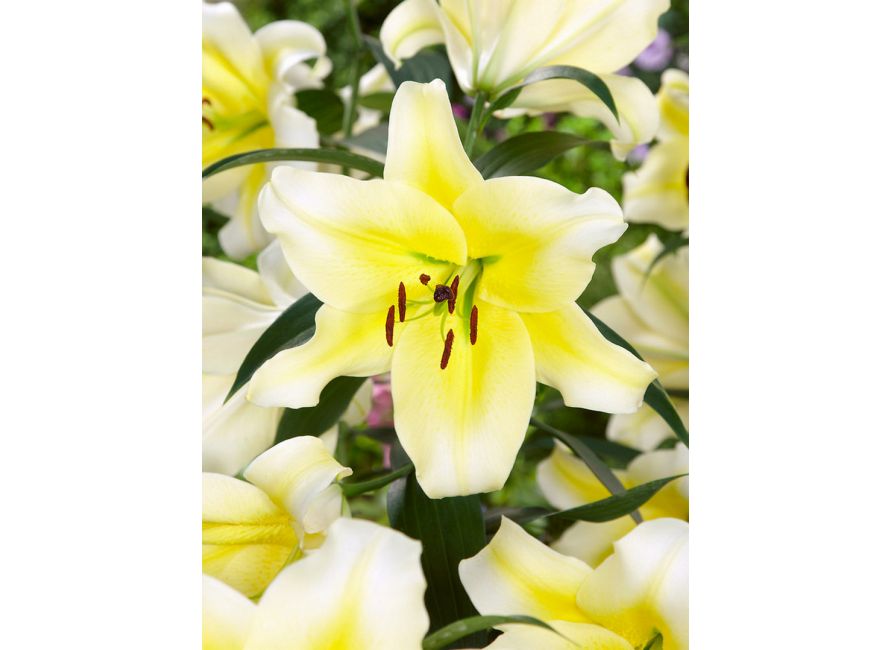 Buy Lilies CONCA D'OR flower bulbs online | Green Garden Flower bulbs