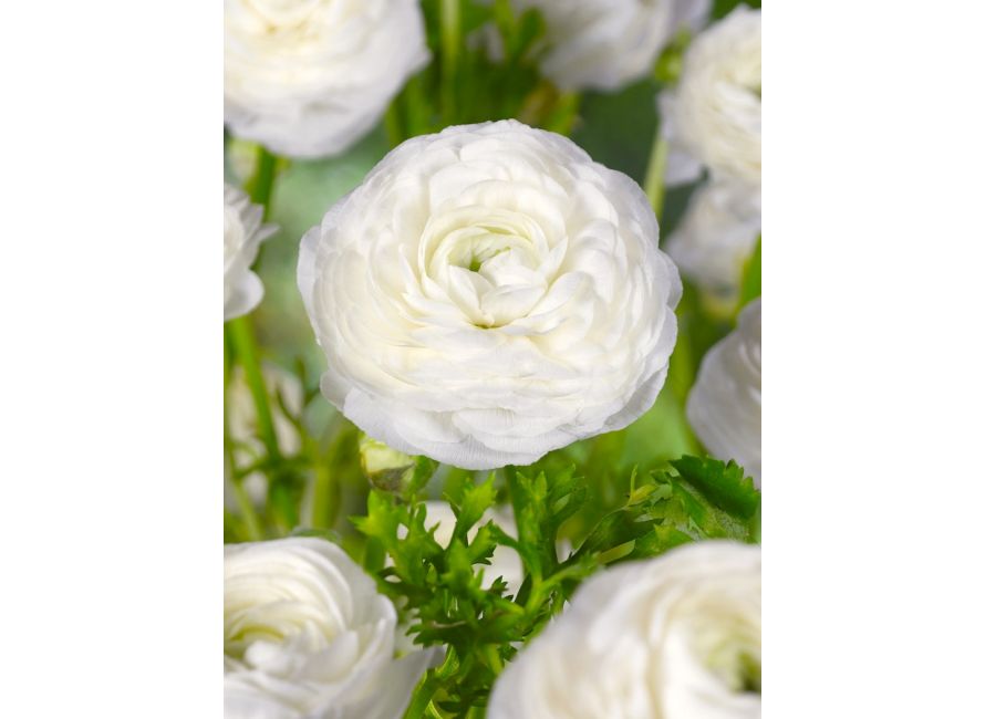 Ranunculus white | Green Garden Flower bulbs