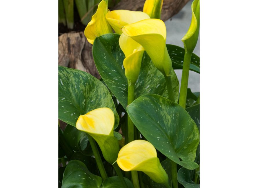 Zantedeschia gold label | Green Garden Flower bulbs