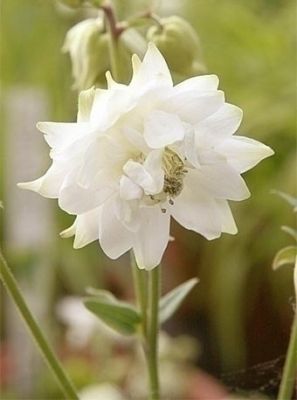 Aquilegia white barlow vulgaris