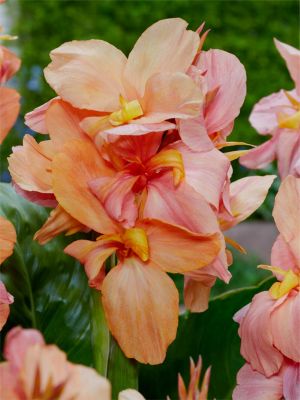 Canna apricot frost