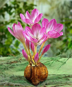 Colchicum the giant