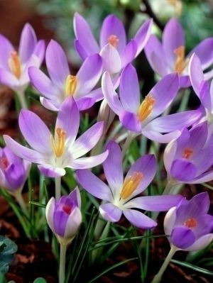 Lilac beauty tommasianus