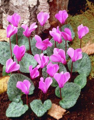 Compra Cyclamen (Violeta de Persia) del mayorista | Green Garden Flower  bulbs