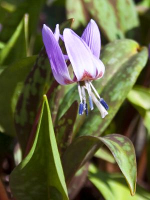 Erythronium d.c. lilac wonder