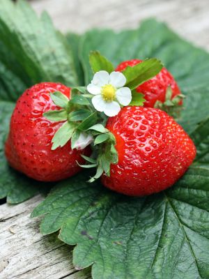 Fragaria korona (strawberry)