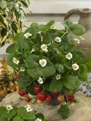 Fragaria ostara (fraise)