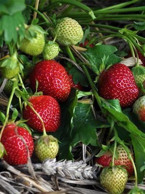 Fragaria polka (fraise)