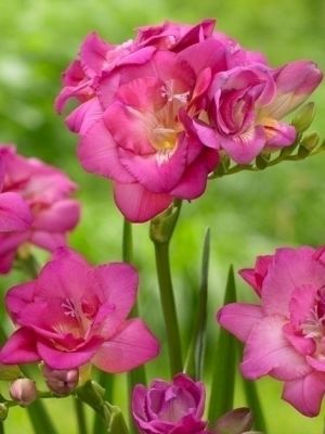 Freesia dubbel roze