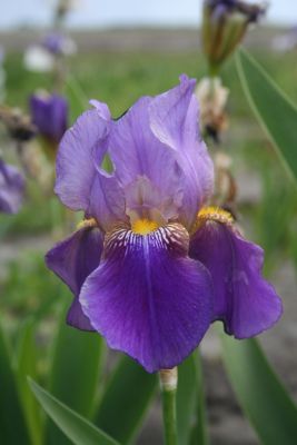 Iris lent a. williamson germanica