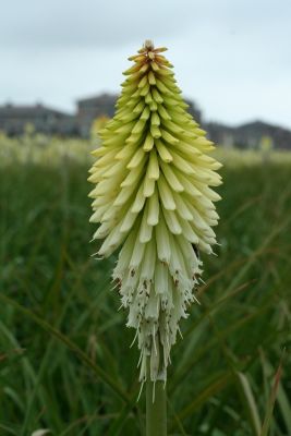 Kniphofia ice queen
