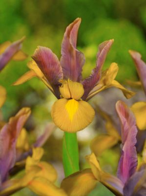 Iris bronze perfection hollandica