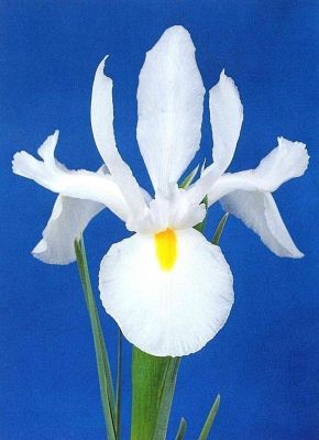 Iris casa blanca hollandica