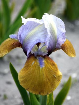 Iris hocus pocus pumila