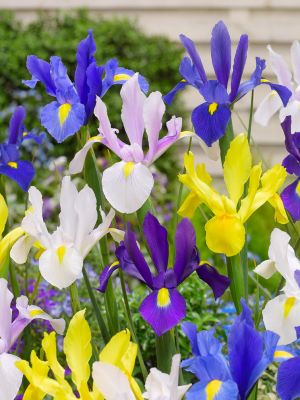 Iris hollandica gemengd