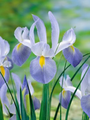 Iris nofa blue