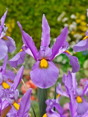Iris panther hollandica