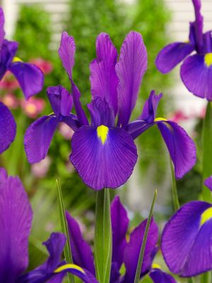 Iris purple sensation hollandica