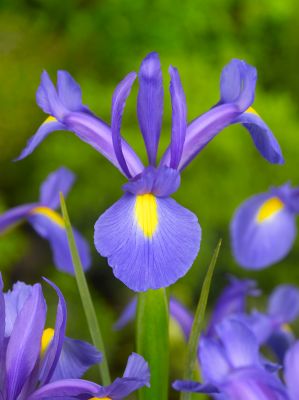 Iris saphire beauty hollandica