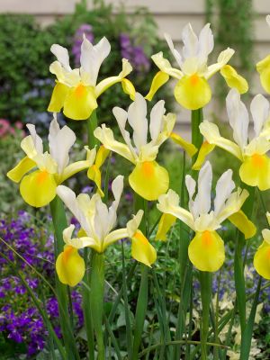 Iris symphony hollandica