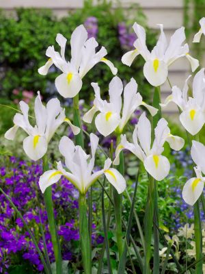 Iris white van vliet hollandica