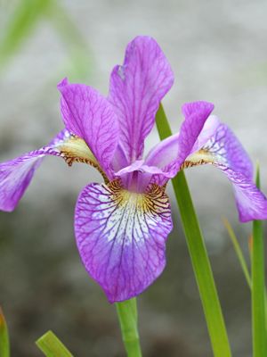 Iris illine charm sibirica