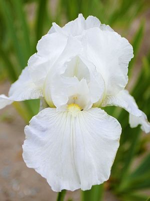 Iris immortality germanica