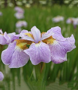 Iris memphis memory sibirica