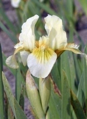 Iris forest light pumila