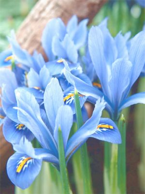 Iris blue planet reticulata
