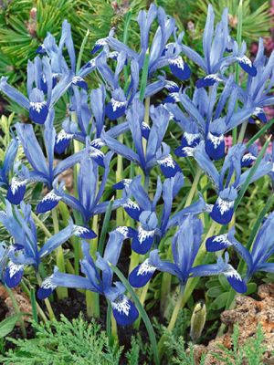 Iris clairette reticulata