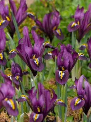 Iris j.s. dijt reticulata