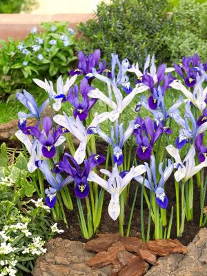 Iris reticulata melange
