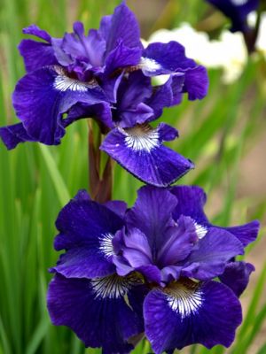 Iris shirley pope sibirica
