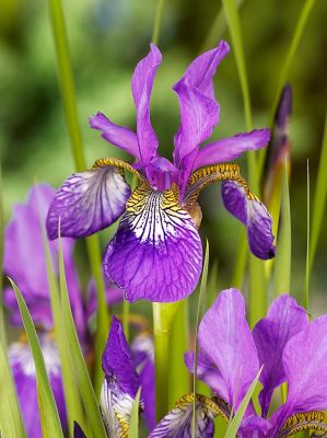 Iris claret cup sibirica