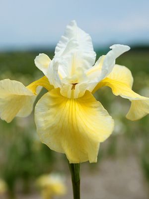 Iris summer revels sibirica