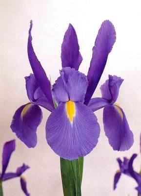 Iris telstar hollandica