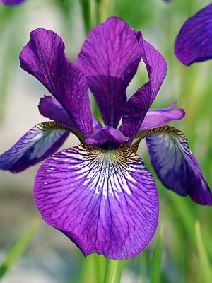Iris wine wings sibirica