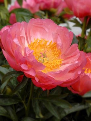 Paeonia coral sunset