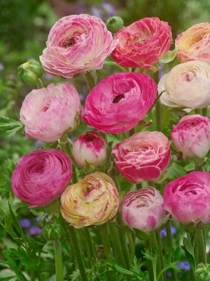 Ranunculus picotee roze