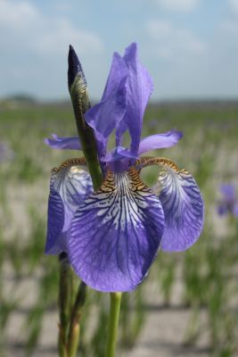 Iris blue king sibirica