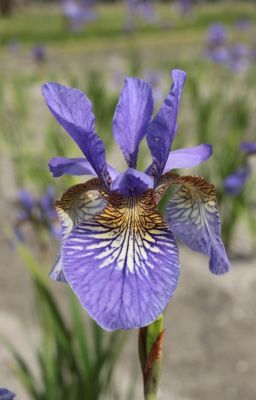 Iris persimmon sibirica