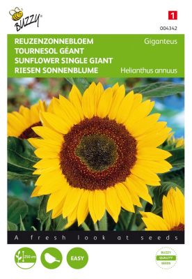 Sunflower giganteus