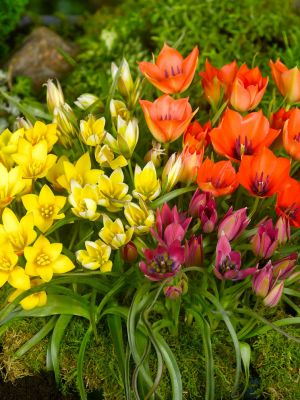 Botanical tulips mixed