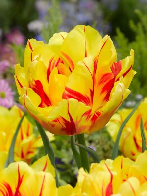 Achetez des bulbes de tulipes de qualité