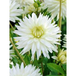 DAHLIA MY LOVE | Green Garden Flower bulbs