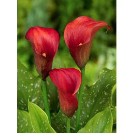 Zantedeschia callafornia red | Green Garden Flower bulbs