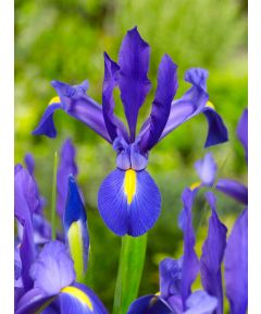 Iris blue magic hollandica
